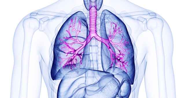 Eine Illustration der menschlichen Lunge. © Shutterstock