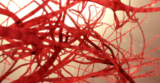 Mikrozirkulation in Großaufnahme. © Shutterstock