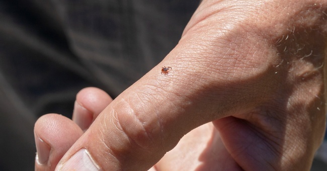Überträger der Lyme-Borreliose sind Zecken. © Shutterstock