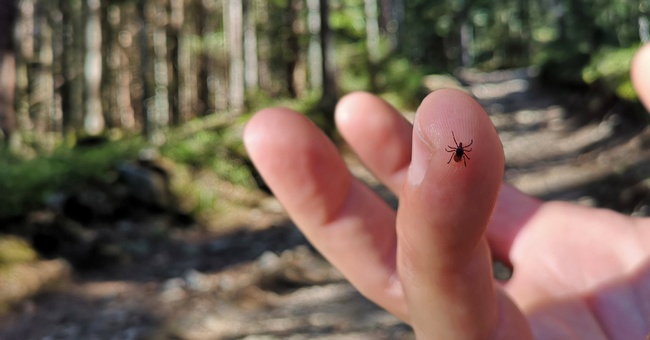 Eine Zecke krabbelt auf einem Finger. © Shutterstock