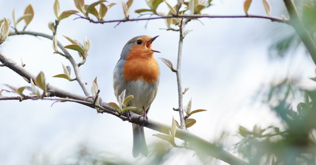 Vogel © Shutterstock