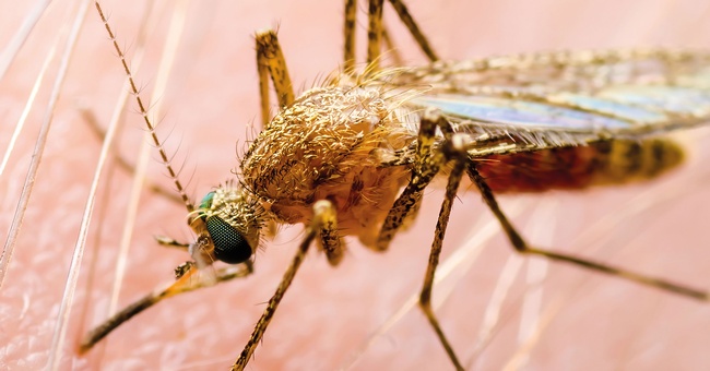 Gelse © Shutterstock