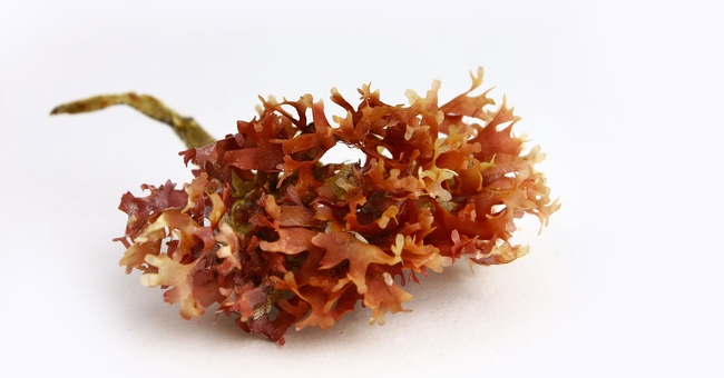 Carragelose © Shutterstock