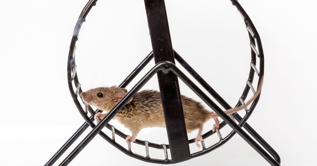 Hamsterrad © Shutterstock