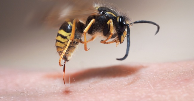 Bienen- und Wespenstiche sind besonders schmerzhaft. Je schneller die Einstichstelle mit einem kurzen Hitzeimpuls behandelt wird, umso besser ist die Wirkung. © Shutterstock