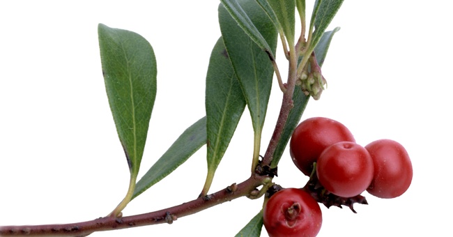 Bärentrauben © Shutterstock