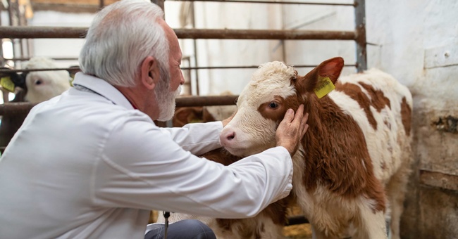 Tierarzt mit Kalb © Shutterstock