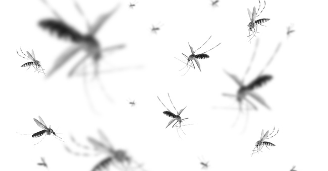 Mücken © Shutterstock