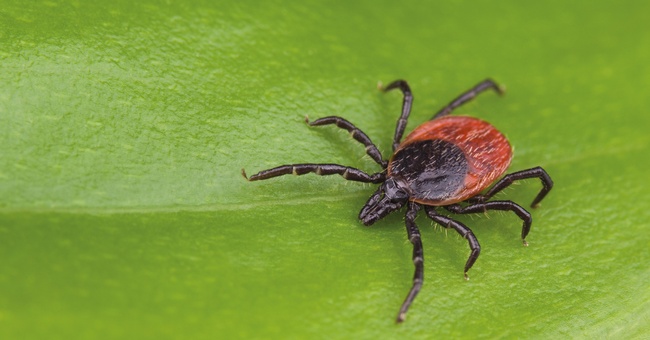 Zecke auf Blatt © Shutterstock