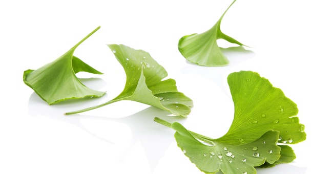 Ginkgo-Blätter © Shutterstock