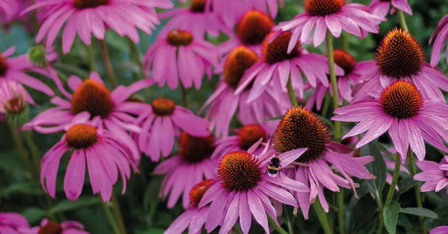 Echinacea © Shutterstock