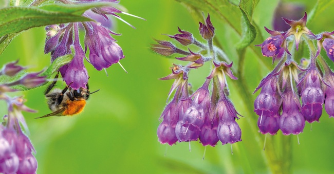 Beinwell &copy; Shutterstock