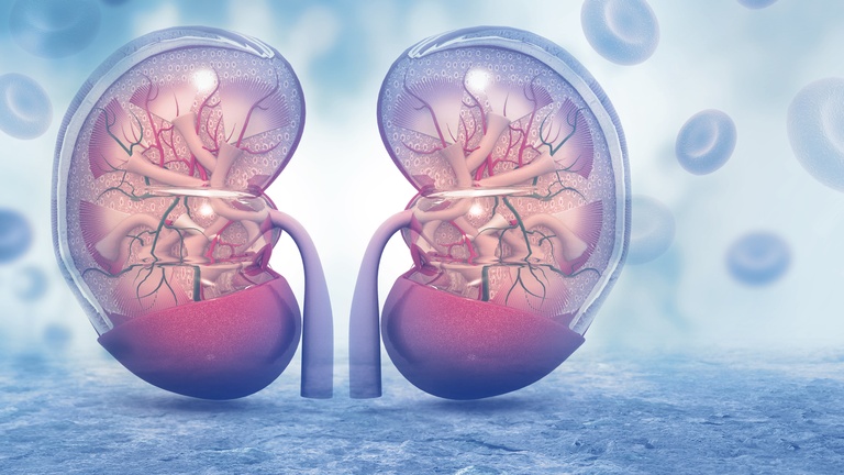 Eine Illustration von menschlichen Nieren. &copy; Shutterstock