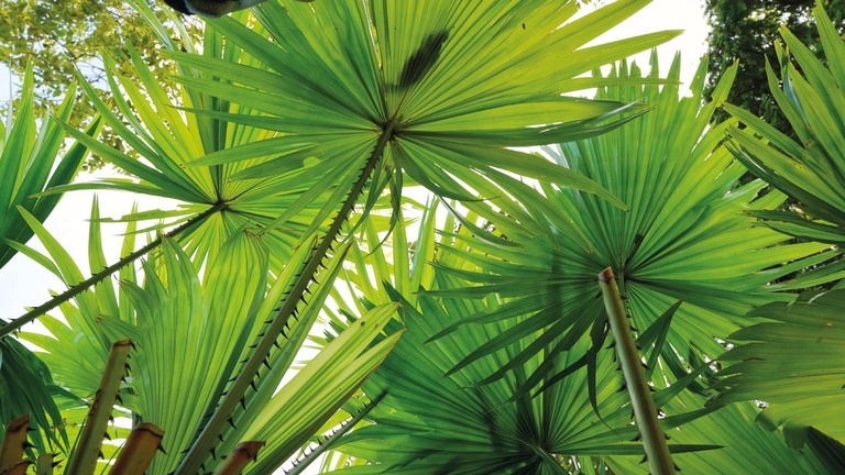 S&auml;gepalme &copy; Shutterstock