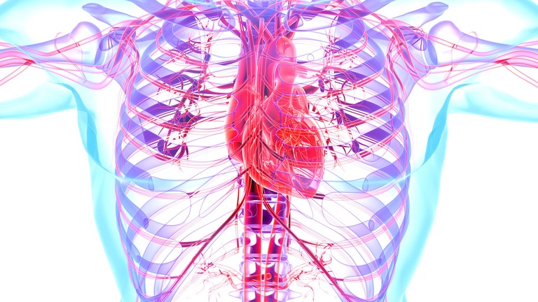 Herz Kreislauf &copy; Shutterstock