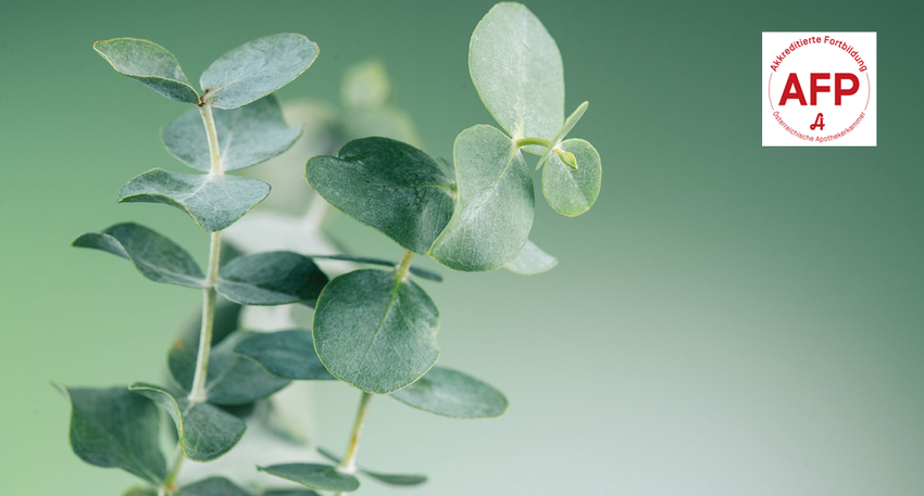 Eukalyptus © Shutterstock