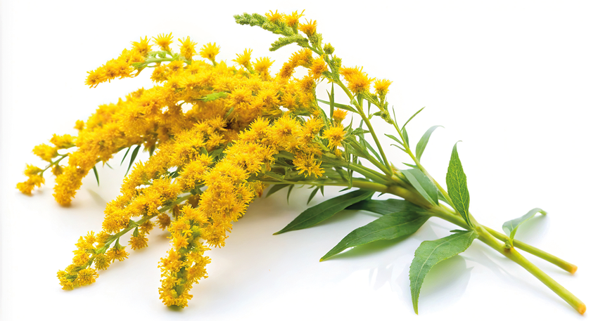 Die leuchtend  gelben Blüten der Riesengoldrute stehen in dichten, endständigen traubigen oder rispigen Blütenständen. © AdobeStock