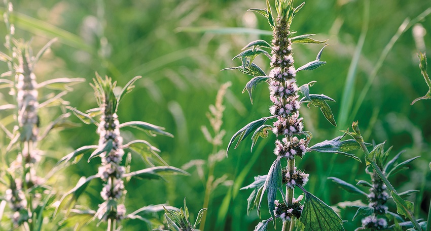 Phyto &copy; iStock