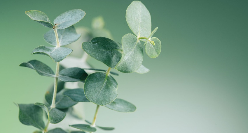Eukalyptus © shutterstock