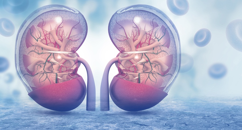 Eine Illustration von menschlichen Nieren. &copy; Shutterstock