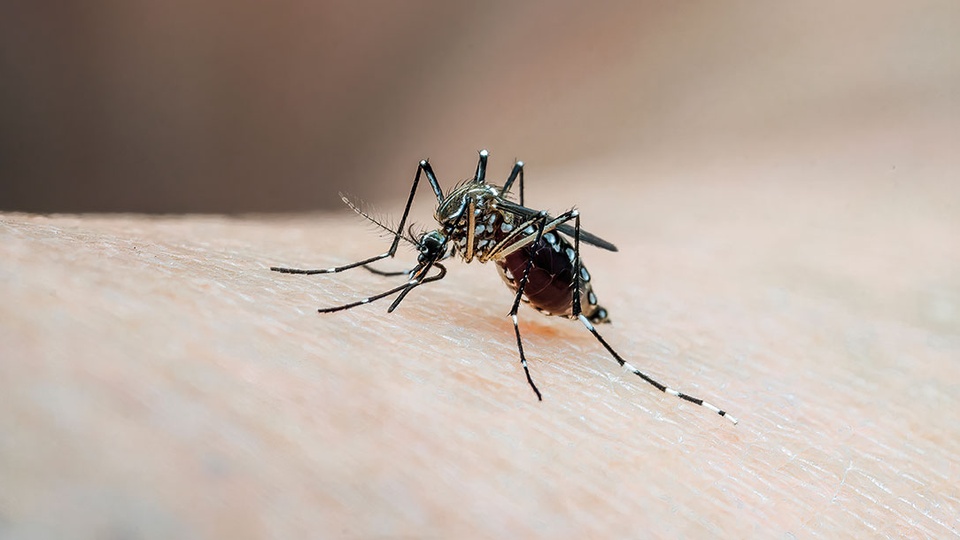 © shutterstock Vektorübertragene Infektionskrankheiten © shutterstock