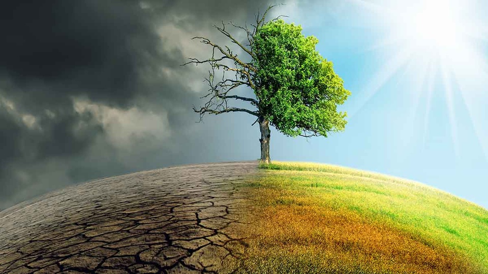 Klimawandel. Baum in der Sonne und im Regen. © Shutterstock