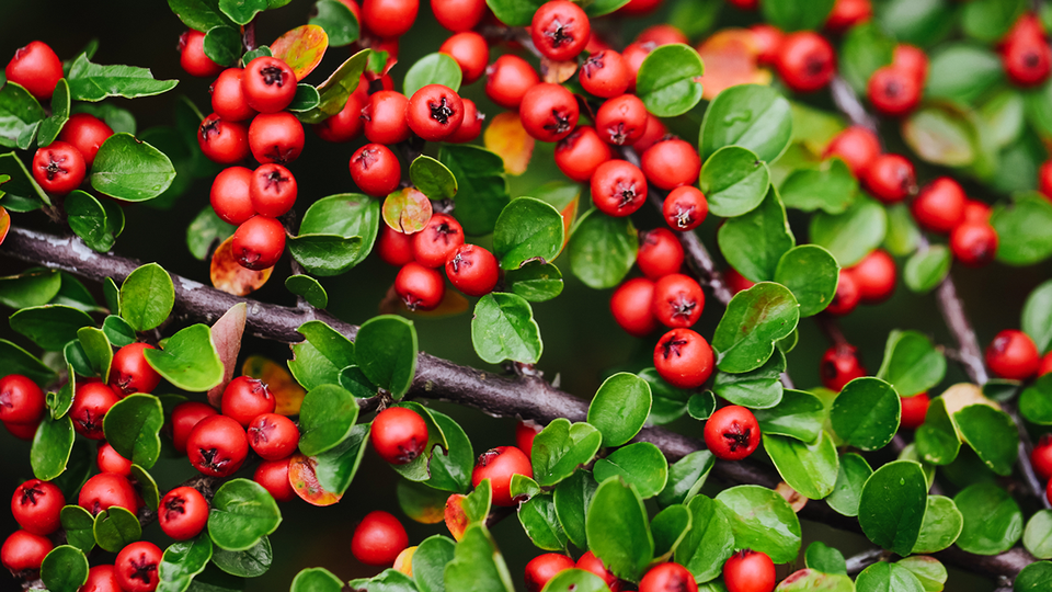 © Shutterstock Bärentrauben © Shutterstock