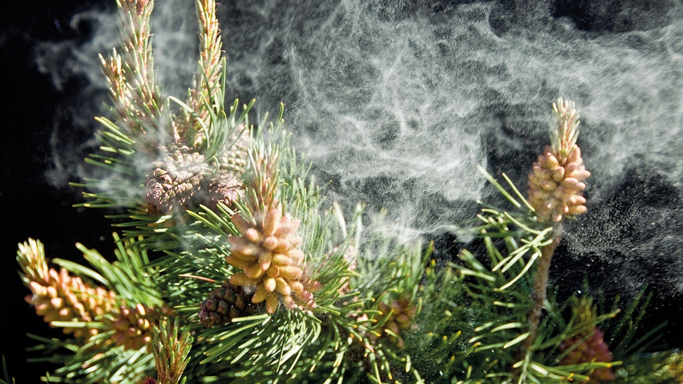 © iStock Pollen © iStock