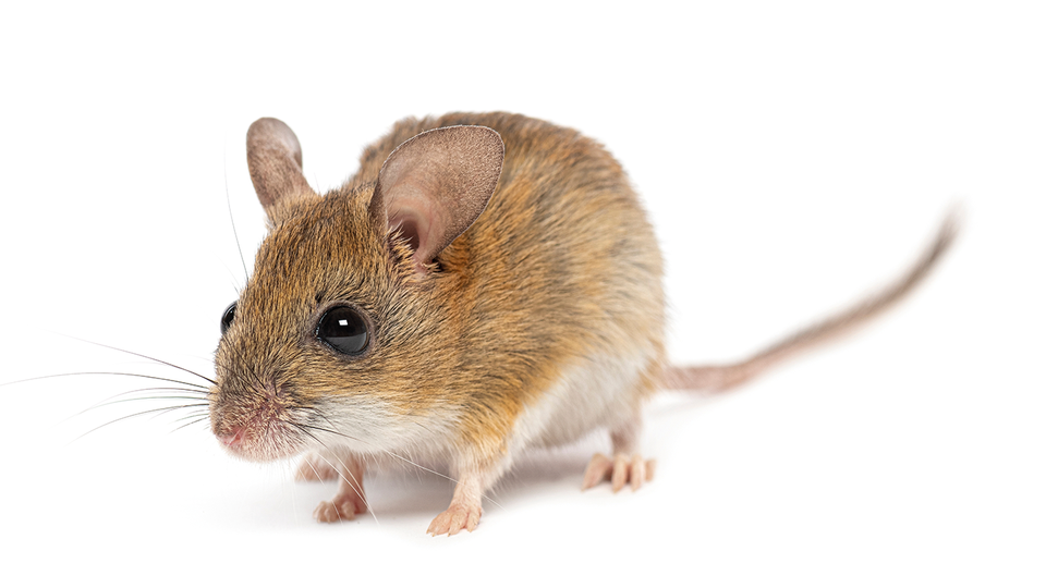 © Shutterstock Die Transplantation eines jungen Mikrobioms bei älteren Tieren zeigte verjüngende Effekte. © Shutterstock