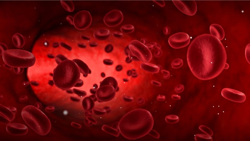 Illustration von Blutkörperchen. © Shutterstock