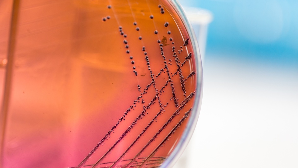 Symbolbild Bakterien © Shutterstock