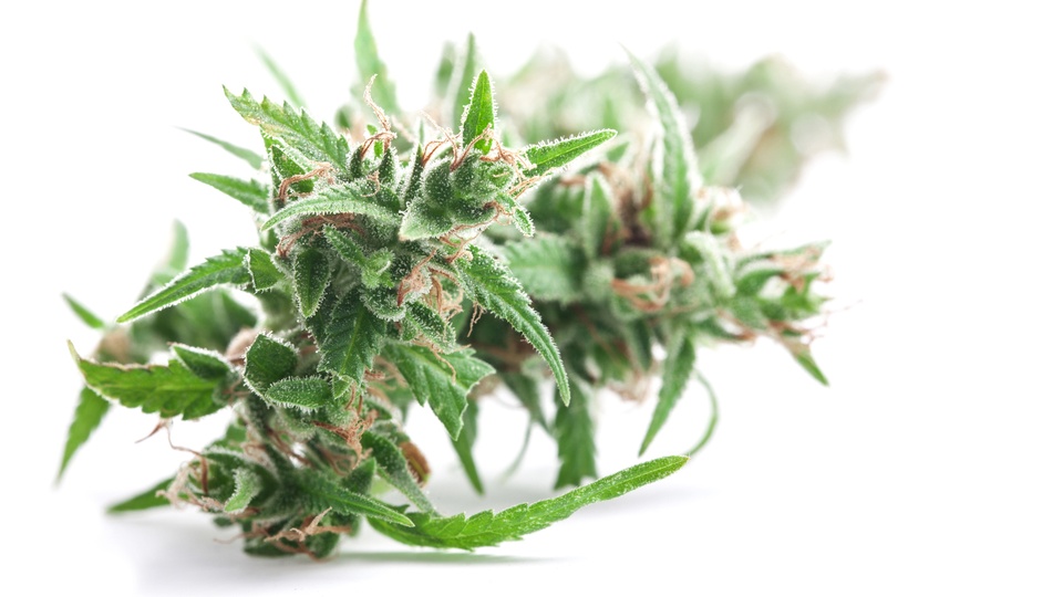 Cannabispflanze © Shutterstock
