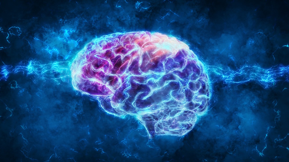 Illustration eines Gehirns. © Shutterstock
