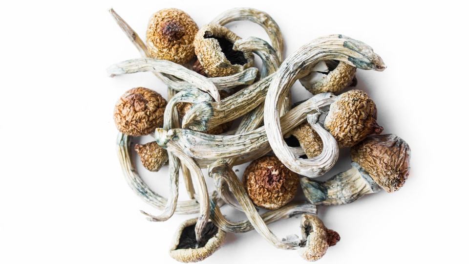Getrocknete Pilze © Shutterstock
