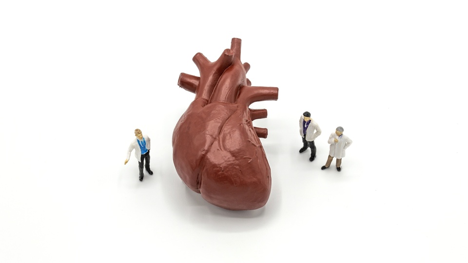 Miniaturarzt und Krankenschwester, die das menschliche Herz, die Wissenschaft und das medizinische Konzept beobachten und diskutieren. © Shutterstock