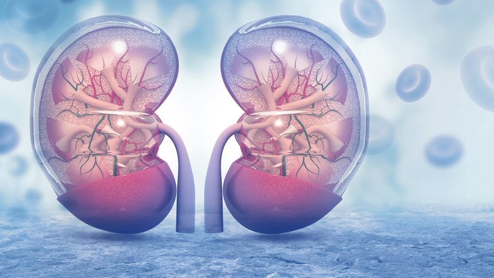 Eine Illustration von menschlichen Nieren. © Shutterstock