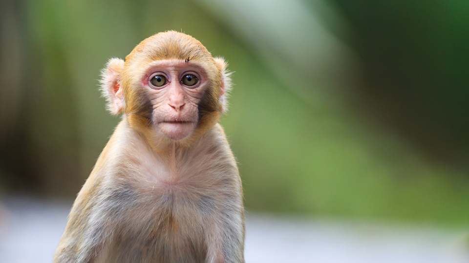 Ein Makaken-Affe. © Shutterstock