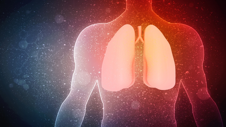 Die Illustration einer menschlichen Lunge. © Shutterstock