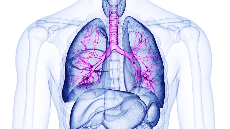 Eine Illustration der menschlichen Lunge. © Shutterstock