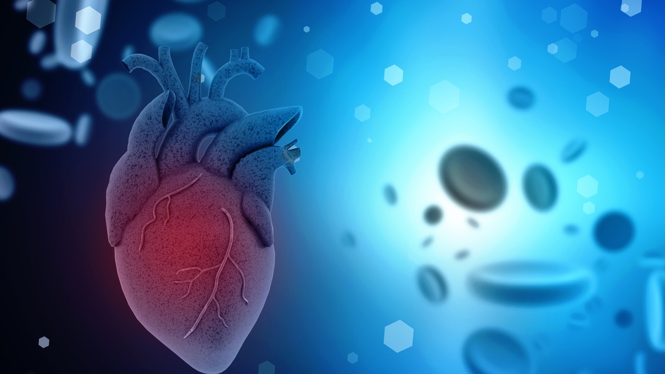 Illustration von Herzinsuffizienz: Ein rotes Herz, dass blau wird. © Shutterstock
