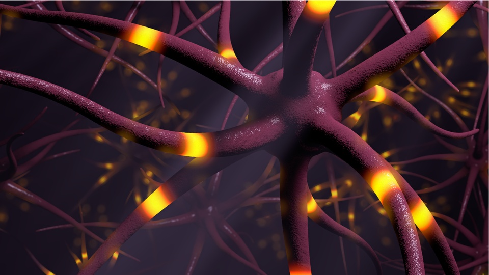 Synapsen im Gehirn. © Shutterstock