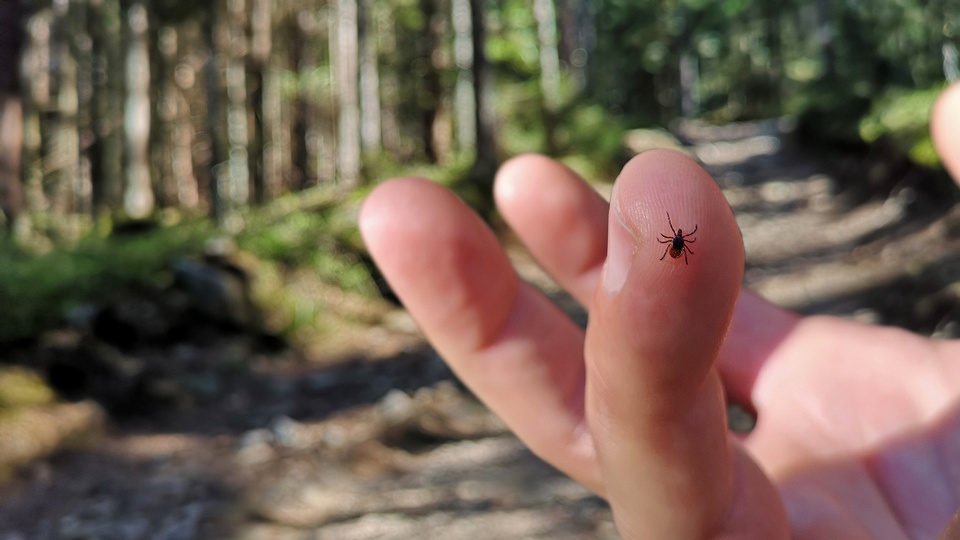Eine Zecke krabbelt auf einem Finger. © Shutterstock