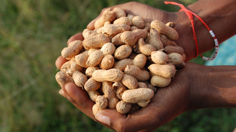 Symbolbild: Eine Frau hält Erdnüsse in ihren Händen. © Shutterstock