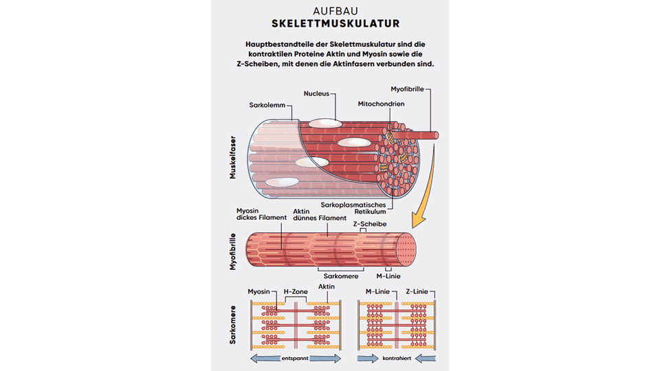 Aufbau Skelettmuskulatur © Shutterstock/ Apoverlag