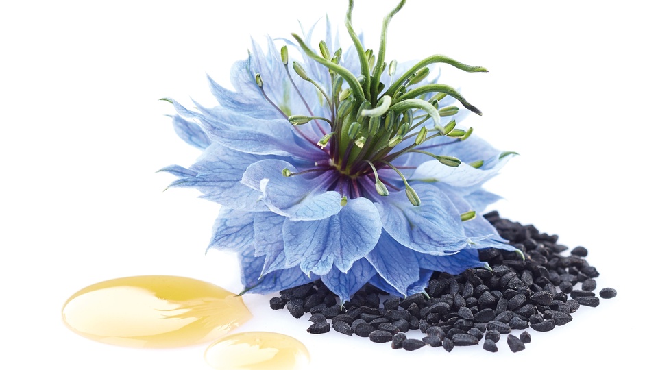 Schwarzkümmelöl vermindert die Produktion ent­zündlicher Botenstoffe, ohne das Immunsystem zu unterdrücken. © Shutterstock