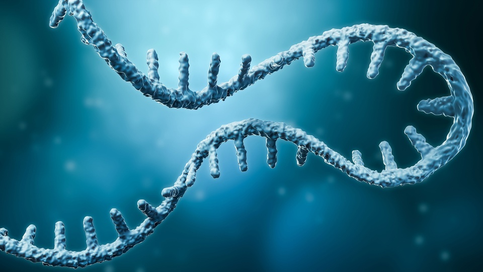 RNA © Shutterstock
