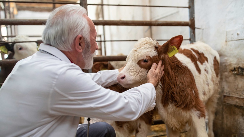 Tierarzt mit Kalb © Shutterstock
