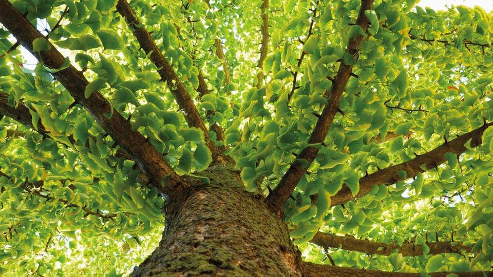Bei weiblichen Bäumen bilden sich im Herbst Früchte mit einem unangenehm nach Buttersäure riechenden fleischigen Samenmantel. Daher werden bevorzugt männliche Bäume angepflanzt. © Shutterstock