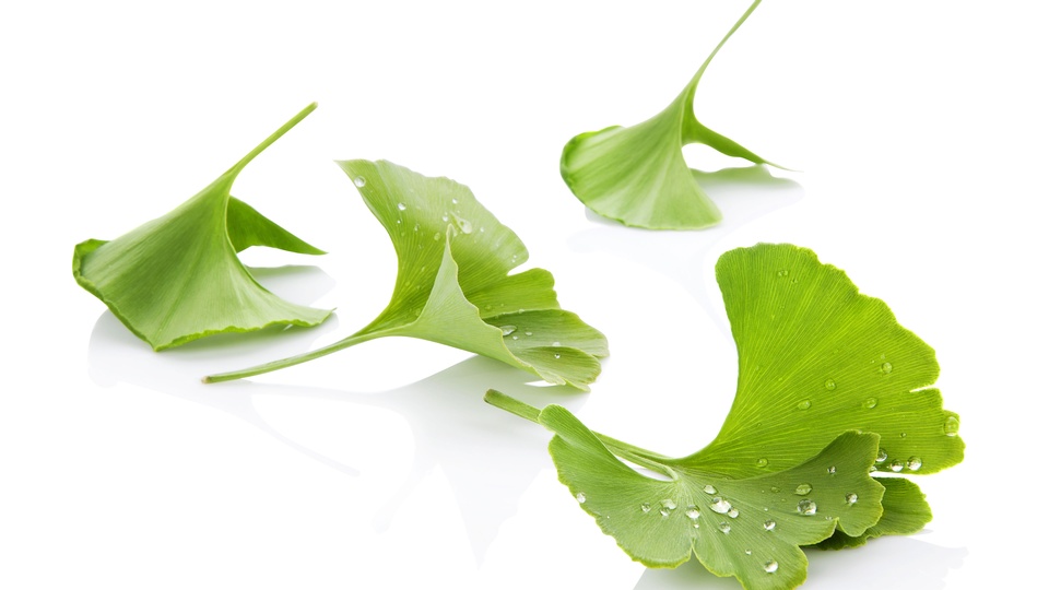 Ginkgo-Blätter © Shutterstock