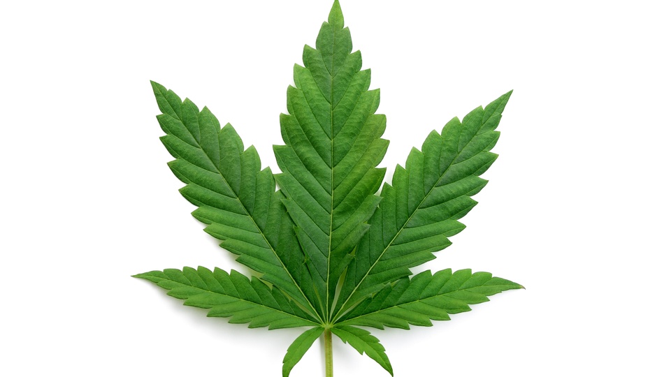 Cannabis © Shutterstock